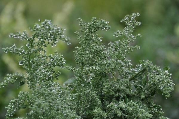 Красивая Полынь трава