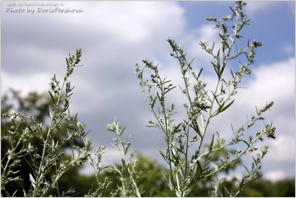 Полынь полукустарник