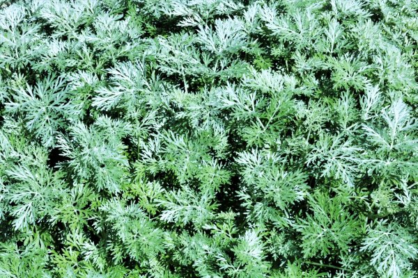 Полынь Горная чернобыльник