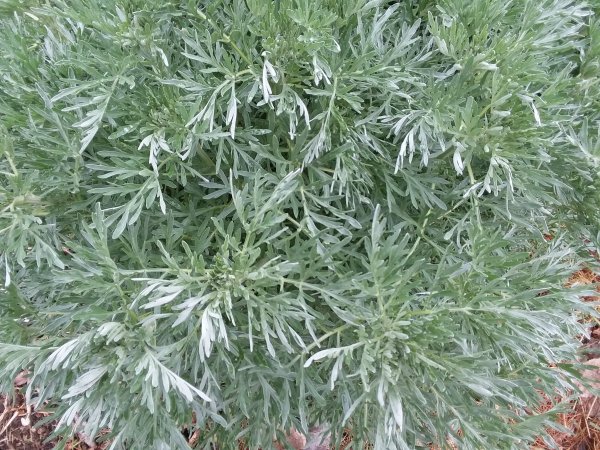 Полынь горькая чернобыльник