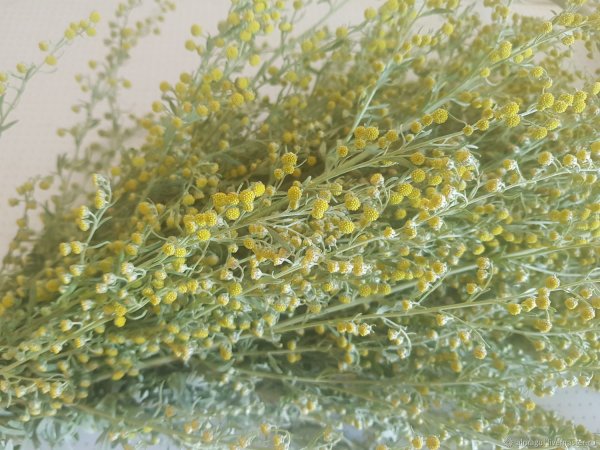 Полынь Крымская (Artemisia Taurica)