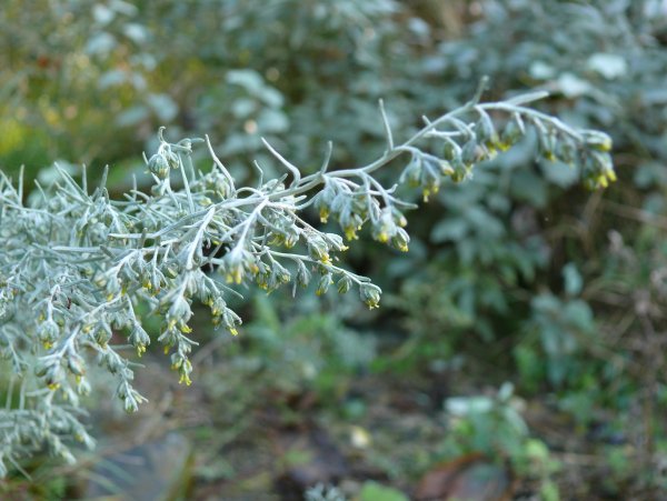 Полынь горькая (Artemisia absinthium)