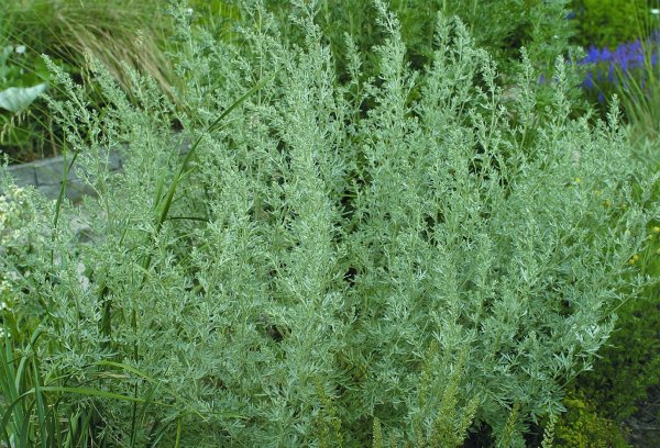 Полынь пурша (Artemisia purshiana)
