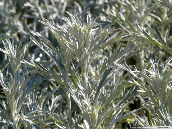 Artemisia armeniaca