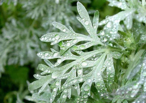 Полынь сантонская