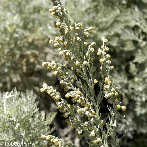 Полынь горькая onco