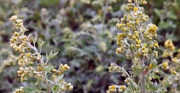 Сантолистная Полынь