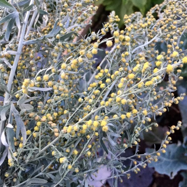 Полынь Artemisia