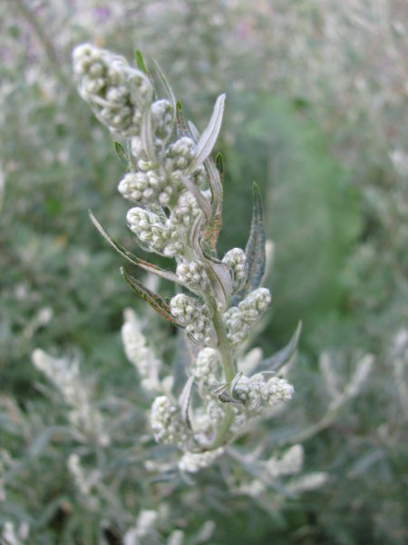 Полынь Каспийская Artemisia caspica
