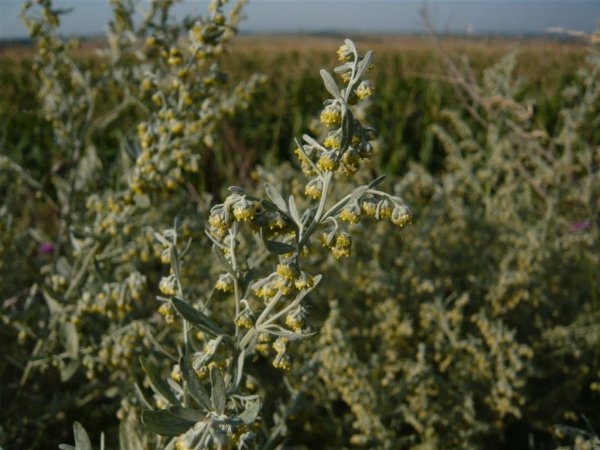 Полынь горькая (Artemísia absínthium).