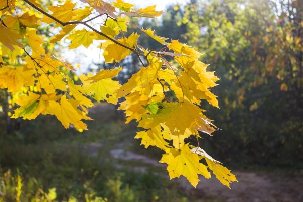 Клен сахарный лист