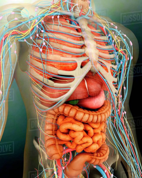 Body Human анатомический атлас 3d