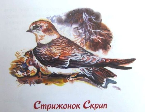 В.П.Астафьев Стрижонок скрип