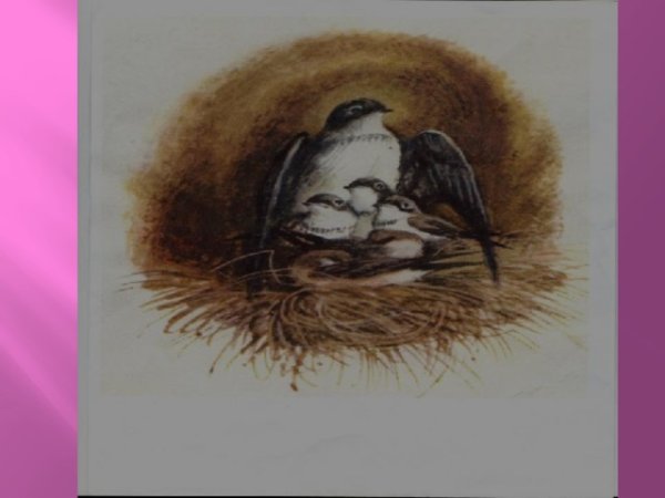 Стриж стрижиха Стрижонок