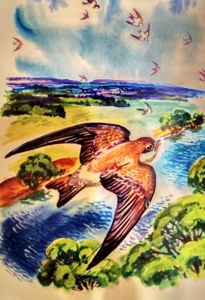 Стриж стрижиха Стрижонок