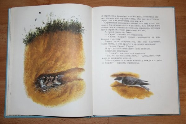 Рассказ Стрижонок скрип