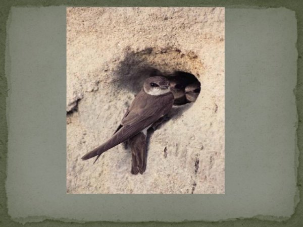 Астафьев Стрижонок скрип книга