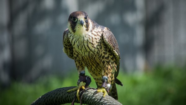 Крылья Сапсана