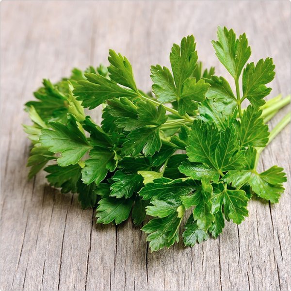 Петрушка Огородная Petroselinum crispum