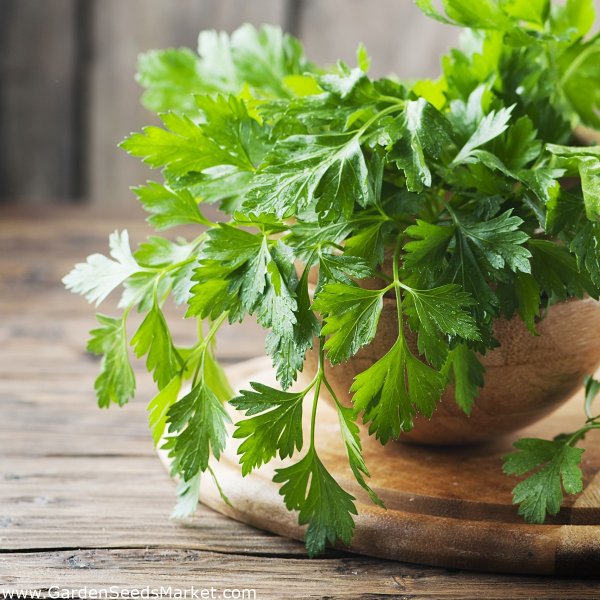 Кинза cilantro