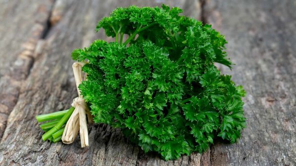 Петрушка кудрявая - Petroselinum crispum