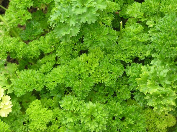 Кервель ажурный ( Anthriscus cerefolium)