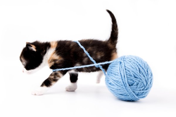 Котенок с клубком на белом фоне
