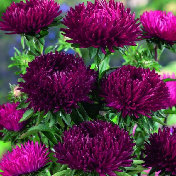 Астра сорт Беатриче