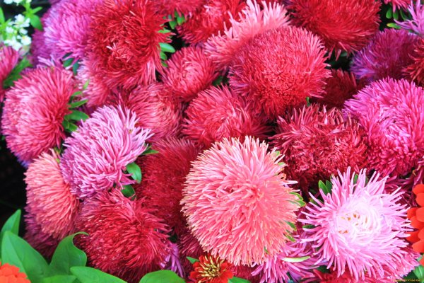 Астра Фламир красный