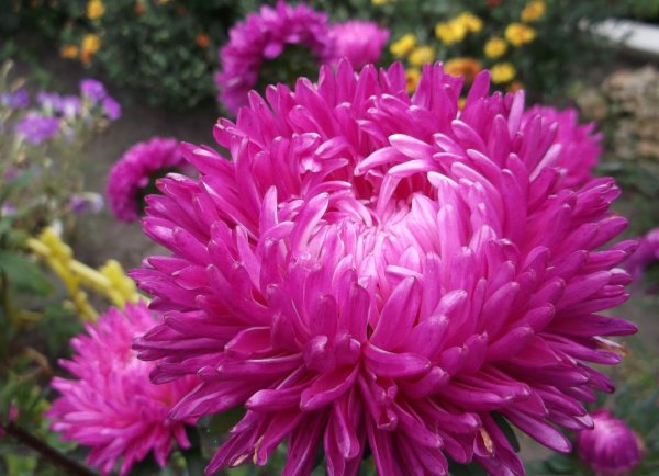 Астра карликовая Миледи