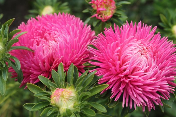 Астра коготковая камео