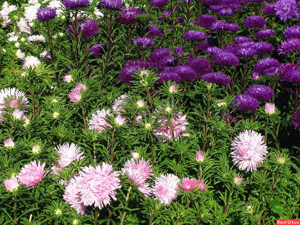 Астра пампушка Черничная