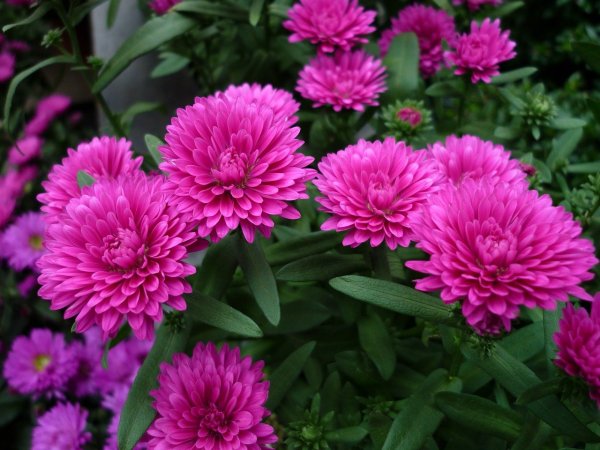 Астры цветут