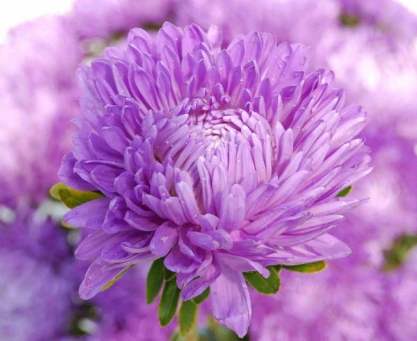 Астра леди Корал Лавандовая