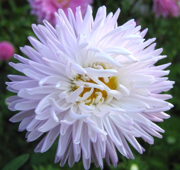 Астра Хризантема белая сорт