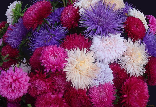 Астры ХРТЗ хризантемы