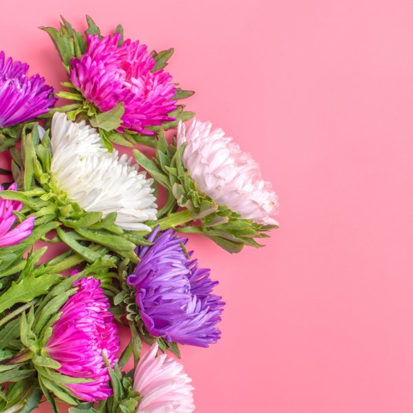 Астра розовая