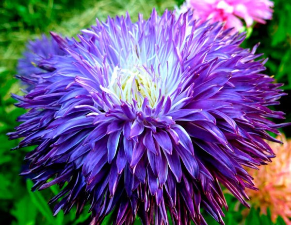 Астра ранняя махровая