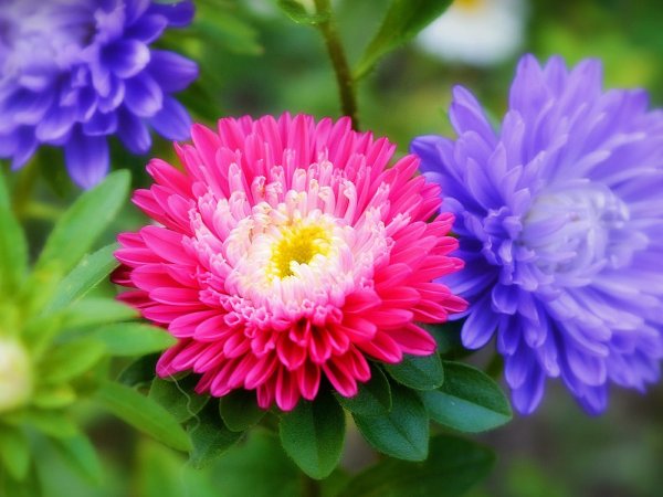 Цветок Астра.