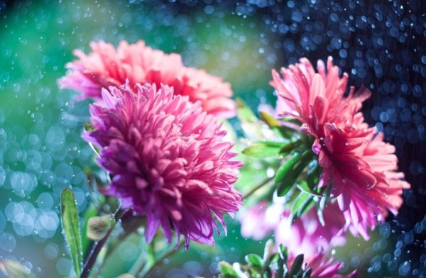 Астра китайская