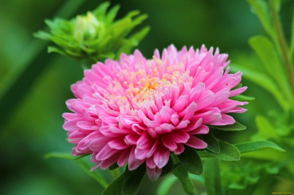 Цветок Астра.