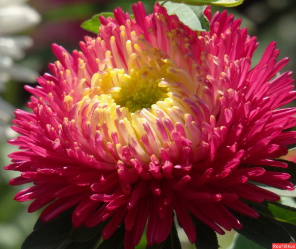 Астра махровая Хризантема