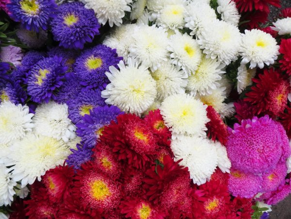 Астра Фламир