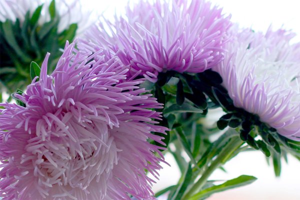 Астра кустарниковая Бенгалия