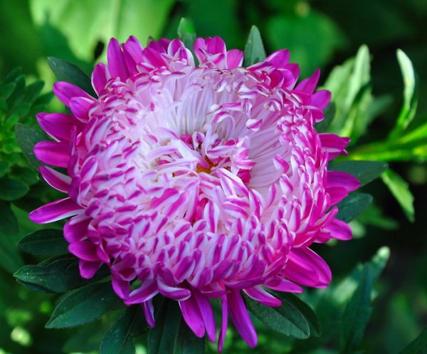 Виктория Астра