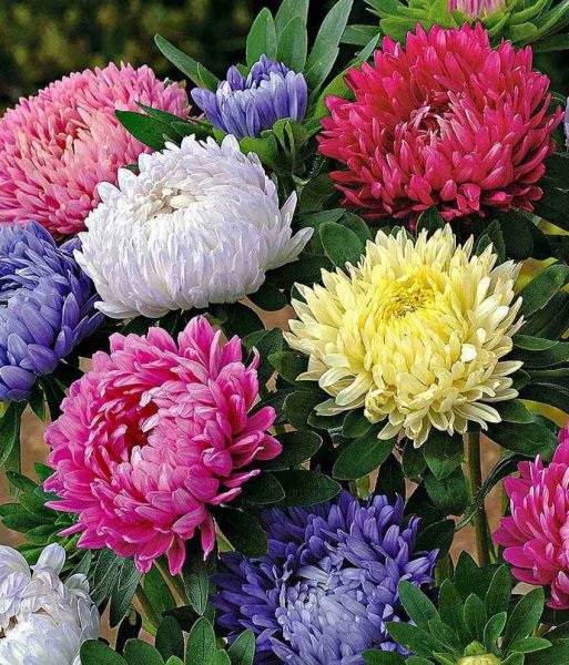 Астра Букетная