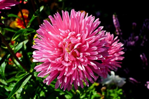 Астра хризантемная