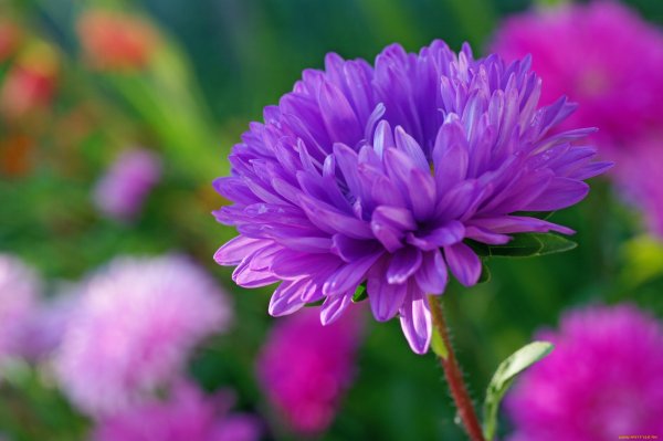 Астра многолетняя новобельгийская