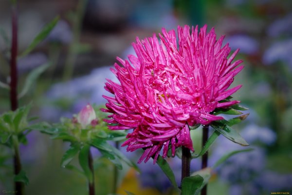 Астра остролистная