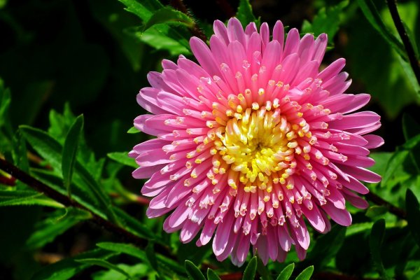 Астра баронесса смесь